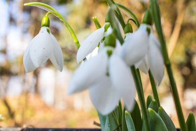 Close-up of white flower