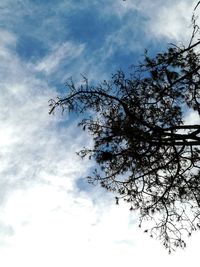 Low angle view of tree against sky