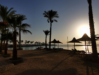 palm tree