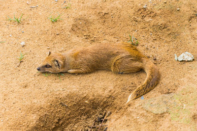 View of animal sleeping on land