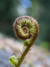 Close-up of fern bud