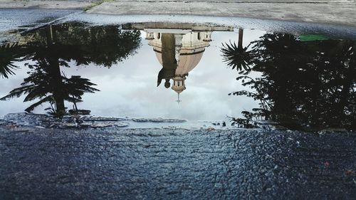 Reflection of trees in puddle on street