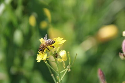 Close-up of bee pollinating on flower
