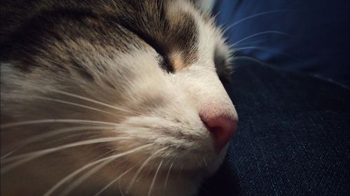 Close-up of cat sleeping