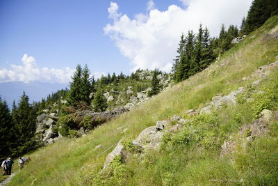 Scenic view of trees on field against sky