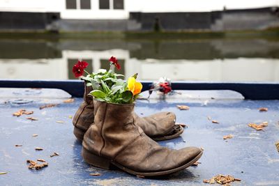 Close-up of potted plant on table