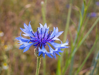 Close-up of purple flowering plant on field