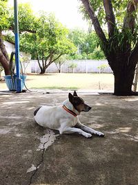 Dog sitting on tree