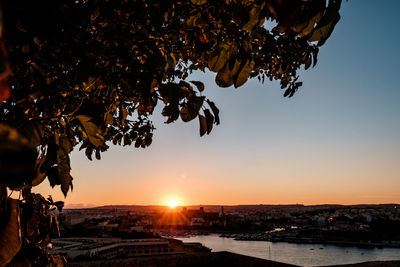 Scenic view of tree against sky during sunset