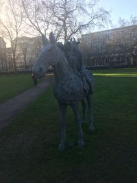 View of horse in park