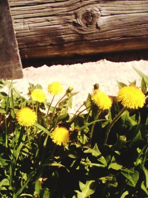 flower, petal, yellow, fragility, freshness, flower head, growth, high angle view, plant, beauty in nature, nature, leaf, blooming, close-up, day, in bloom, no people, outdoors, daisy, white color