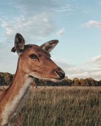 Giraffe on field against sky