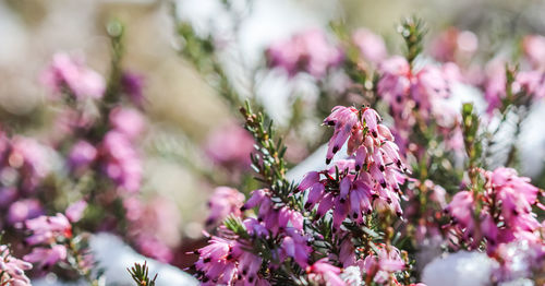 Close-up of pink flowering plant