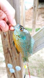 Close-up of hand holding bird perching on wood