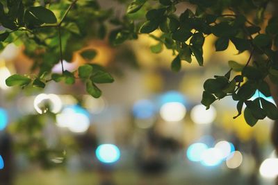 Defocused image of tree against sky