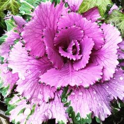 Close-up of pink flowers blooming outdoors