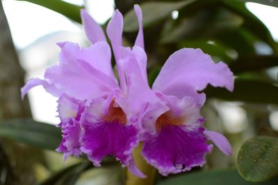 Close-up of pink flowers blooming outdoors