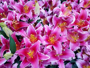 Close-up of pink flowering plant