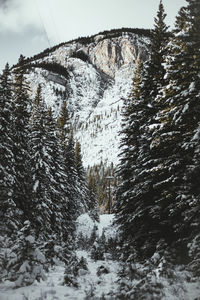 Snow covered trees against sky