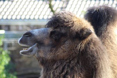 Close-up of a lion looking away