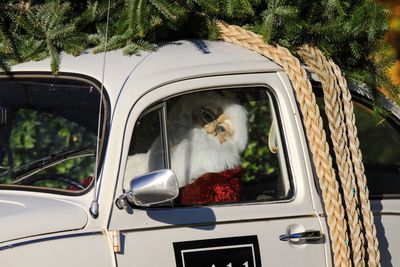 Cat in a car