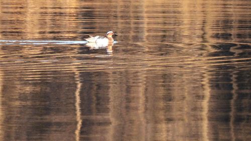 Swan swimming on lake