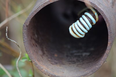 Close up of plant against blurred background