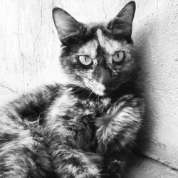 domestic cat