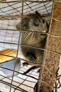 Low angle view of a cat sitting in cage