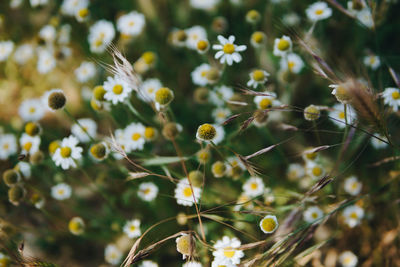 Close-up of flowering plant