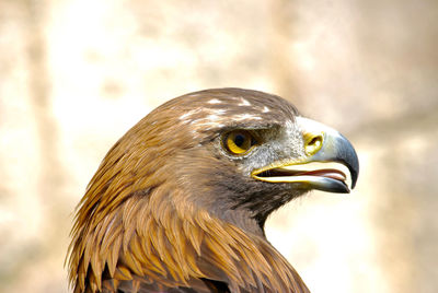 Close-up of eagle against blurred background