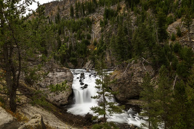 Scenic view of waterfall in forest