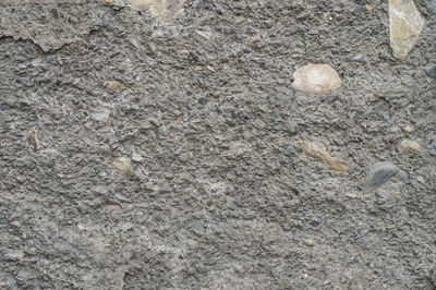 Close-up of bird on sand