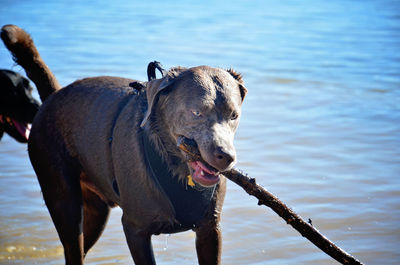 Dog carrying stick in mouth at beach