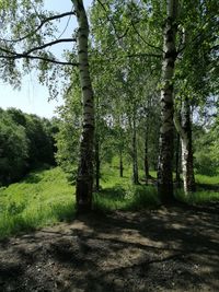 Trees in forest