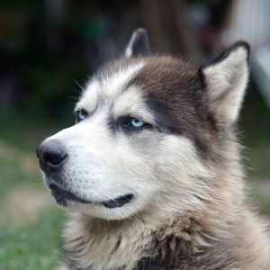 Close-up of dog looking away