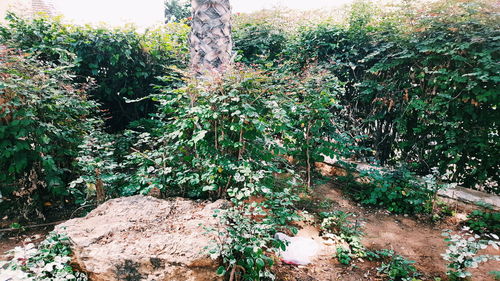 High angle view of flowering trees in forest