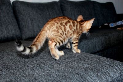 Bengal kitten 