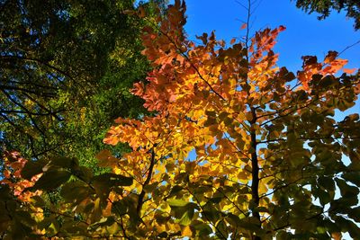 Low angle view of trees against clear blue sky