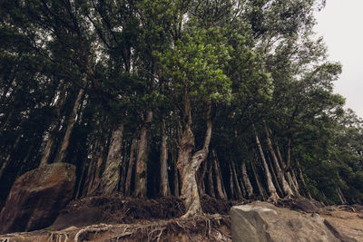 Low angle view of trees growing in forest