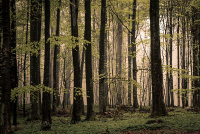 Pine trees in forest