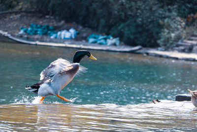 Bird flying over lake