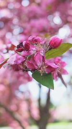 Close-up of pink cherry blossom