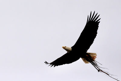 Low angle view of eagle flying in sky