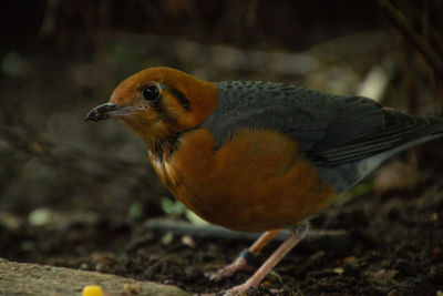 Close-up of bird perching