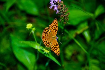 Close-up of butterfly pollinating on flower