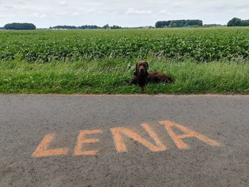 View of dog on road