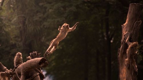 Monkey jumping on tree stump in forest