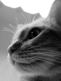 Close-up portrait of cat