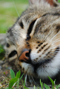 Close-up of cat with eyes closed